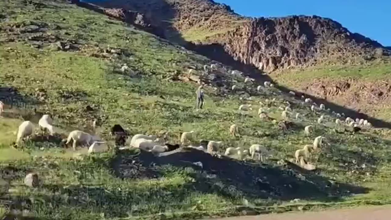 Unusual weather patterns turn Saudi Arabian deserts green