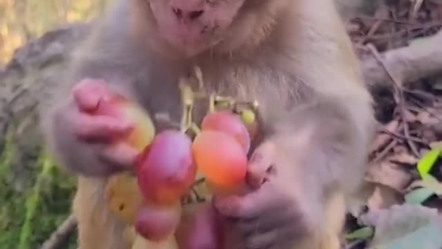 little monkey eating grape