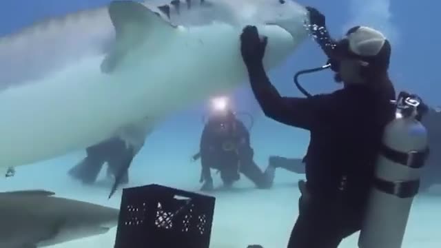 Shark attack on Man