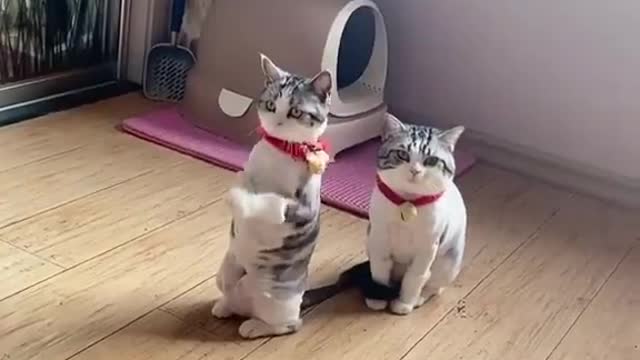 funny cat video