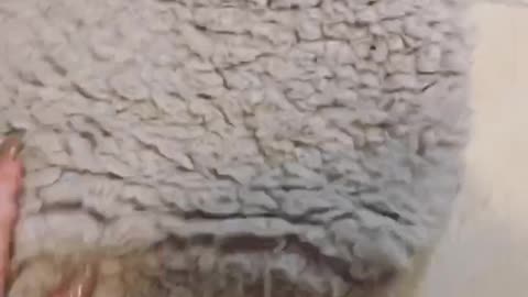 Brown dog can't get blue ball out from grey rug