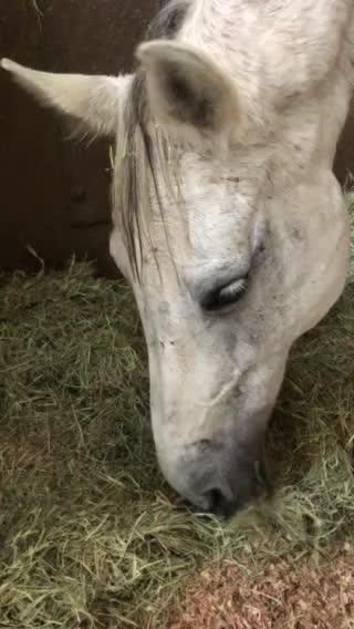 Horse eating grass lol