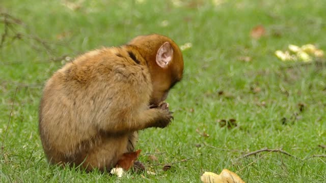 little monkey eating