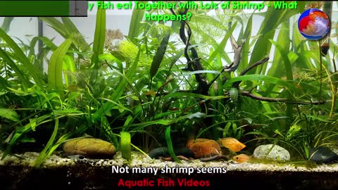 When Molly Fish eat Together with Lots of Shrimp - What Happens?