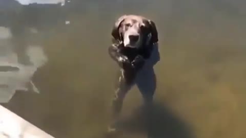 The dog did something wrong and was punished for standing in the water.