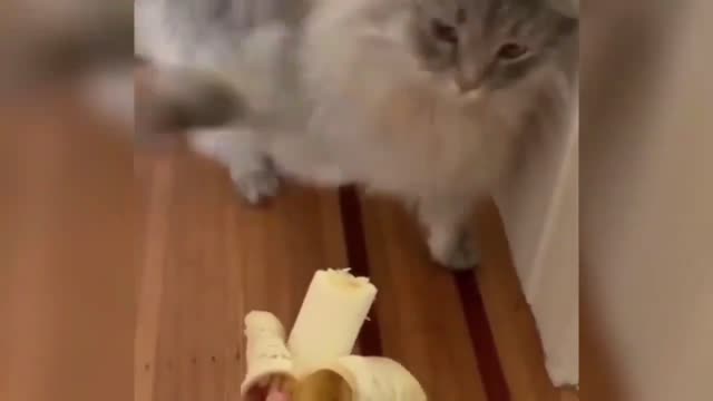 Funny Animals Сompilation 👍 Best Of The 😹 2020-2021 🤣 #19