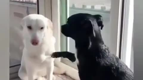 sincere friendship black and white dog