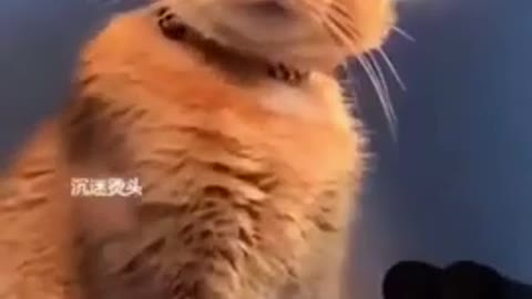 A Collection Of Lovely Cat Funny Video / Just For Fun 👇