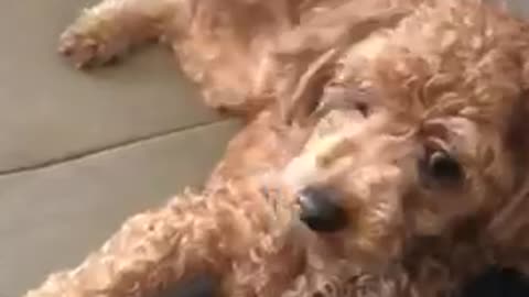 brown poodle pet dog