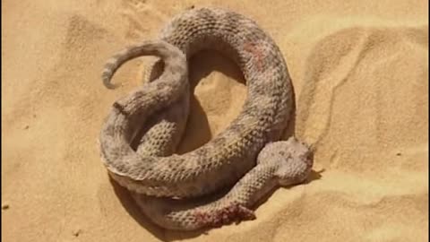 Sand cat vs dessert snake