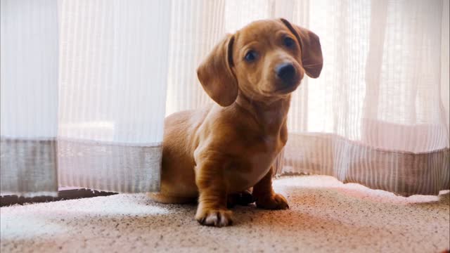 A Pet Dog Wandering On A Camera - Dog