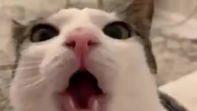 Funniest Animals Video - Best Catsđč and Dogsđ¶ Videos of the Week 2022!