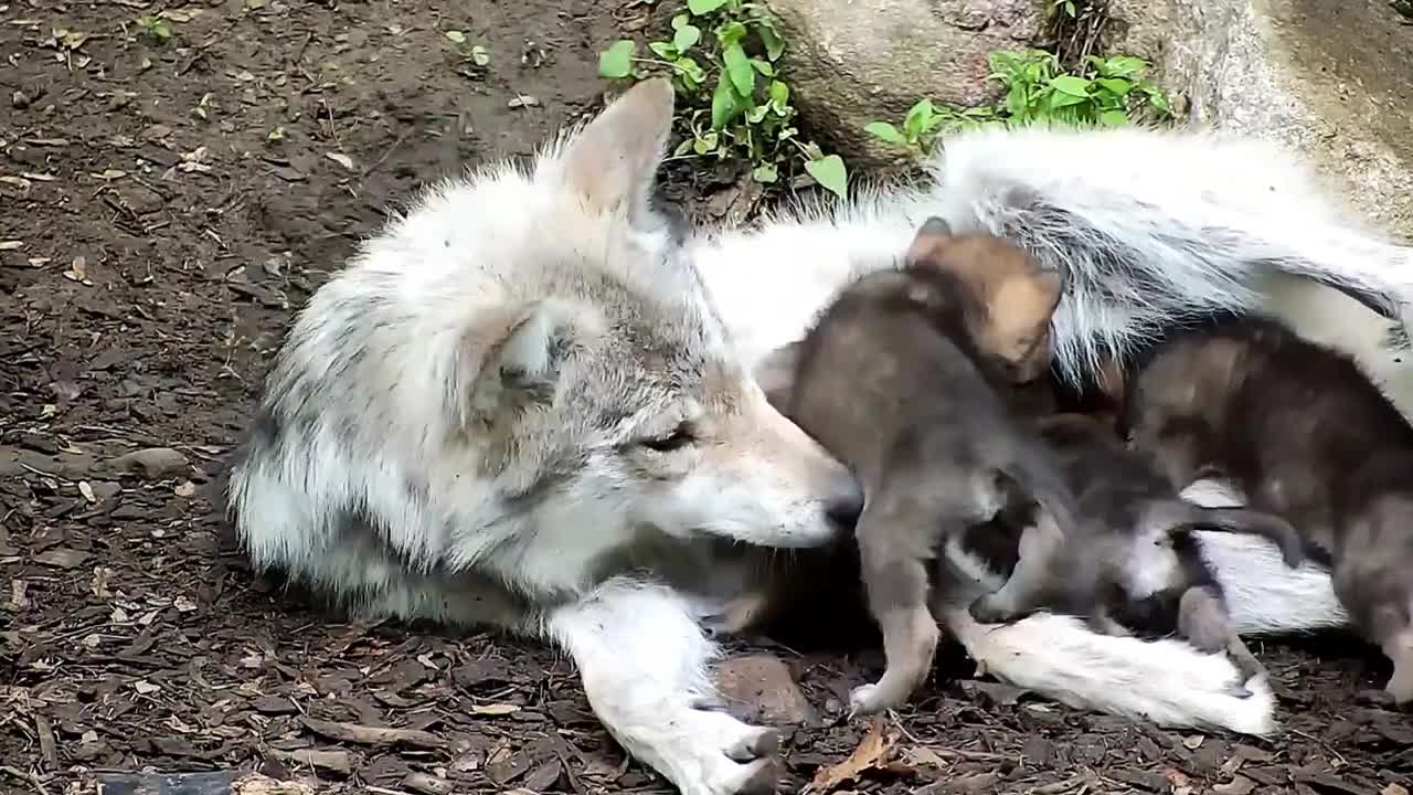 Red Wolves Snooze and Snuggle