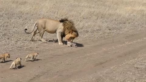 A lion trying to give up on his young children is a pity