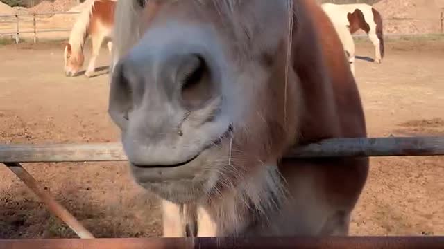 brown horse ulsan animal