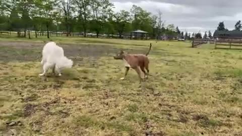 German Shepherd attacks Pitbull