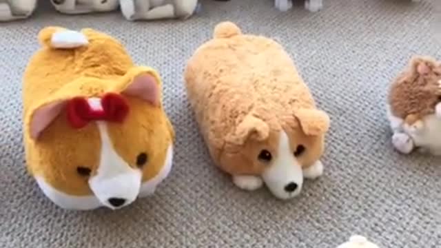 Adele Challenge, Corgi Toy Edition | Tofu the Corgi