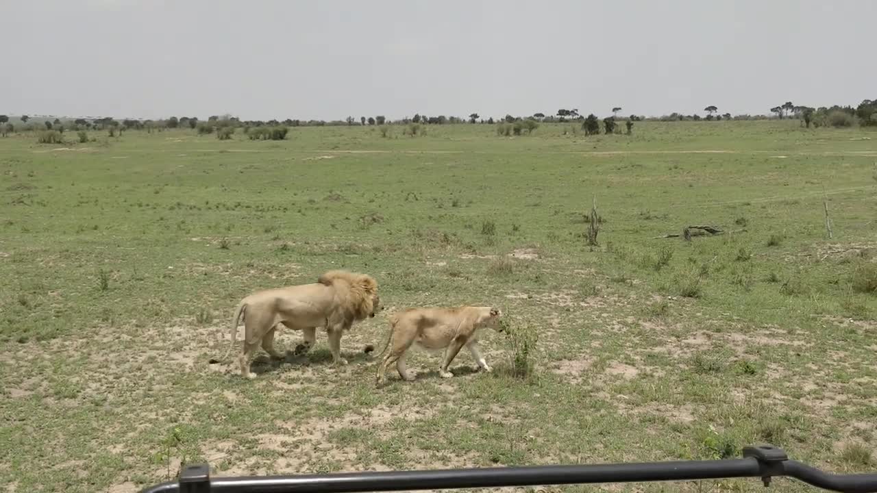 Lions, in the wild, Namibia