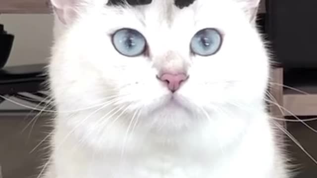 Crazy Cute Cat with Super Make Up and Reaction 😀