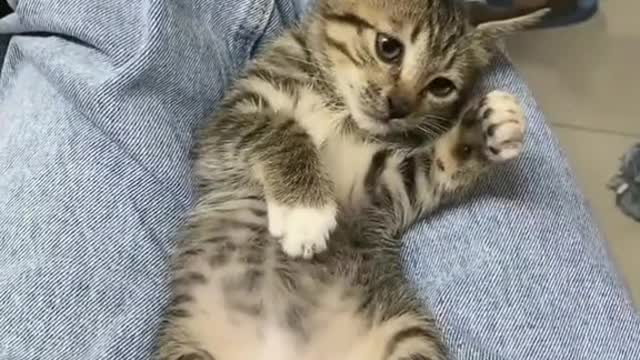 Random Cute Animal Videos #1