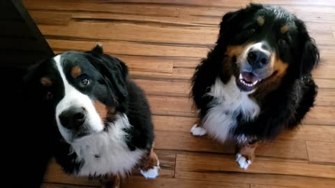 Remi (left side) and Cassy eat their fav snack. Nanners!