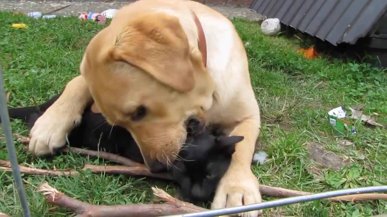 DOG EATS CAT ALIVE 😭😭😭😭😭 CAT IS KILLED