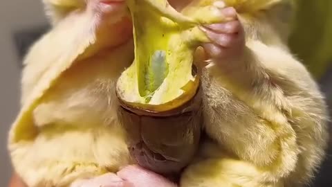 So Cute Sugar Glider ❤️❤️ #shorts #sugarglider #sugarglidercare