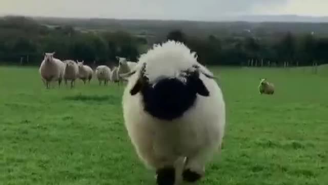 Have you ever experienced shepherding? On the savannah with a flock of lambs