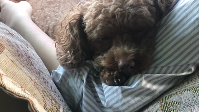 puppy sleeping in the car