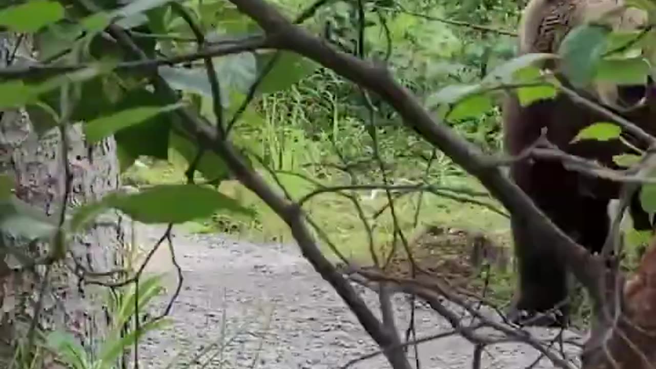 Hikers have extremely close encounter with bear!