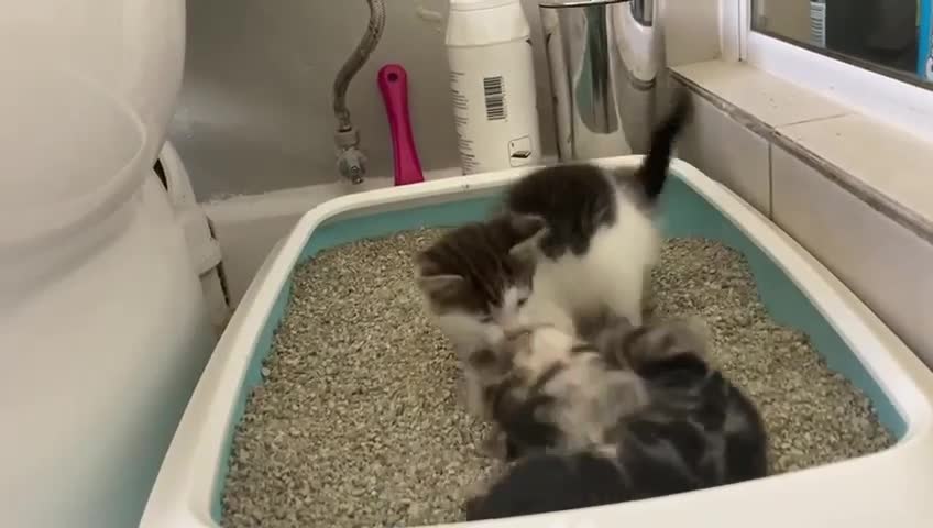 Neo and Noah, because a litter tray is an awesome place to play 🥹😍🥰😘