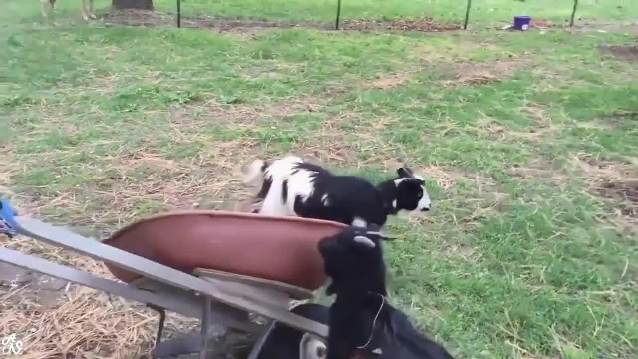 Funny animal try not to laugh! check it out (really funny)