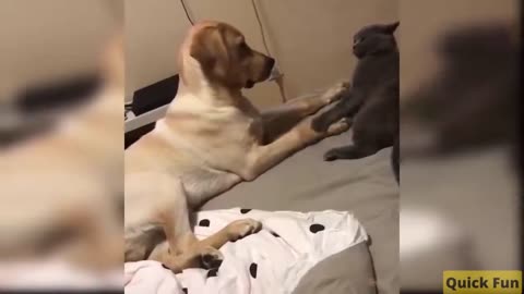 Dogs and Cats, Baby Pets Funny Videos