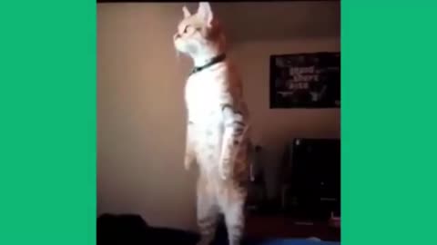 Fun Cats and Kittens Meowing Compilation