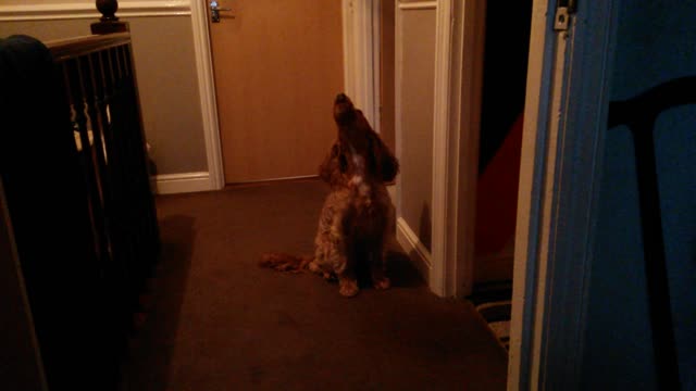 Cocker Spaniel Howling