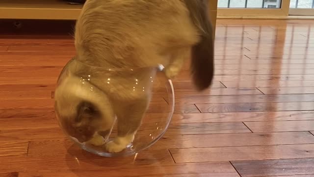 Cat Wants To Be A Fish