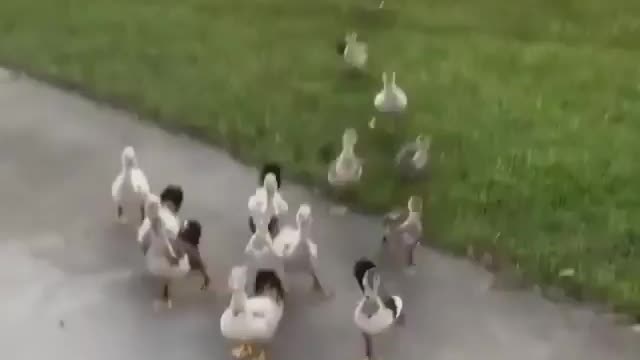 Running into a pack of ducks