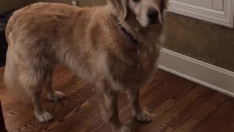 Golden retriever getting food from owner