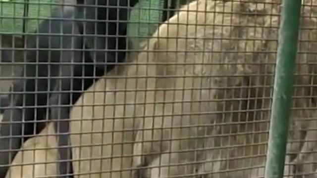 LION V DOG- Animals fails