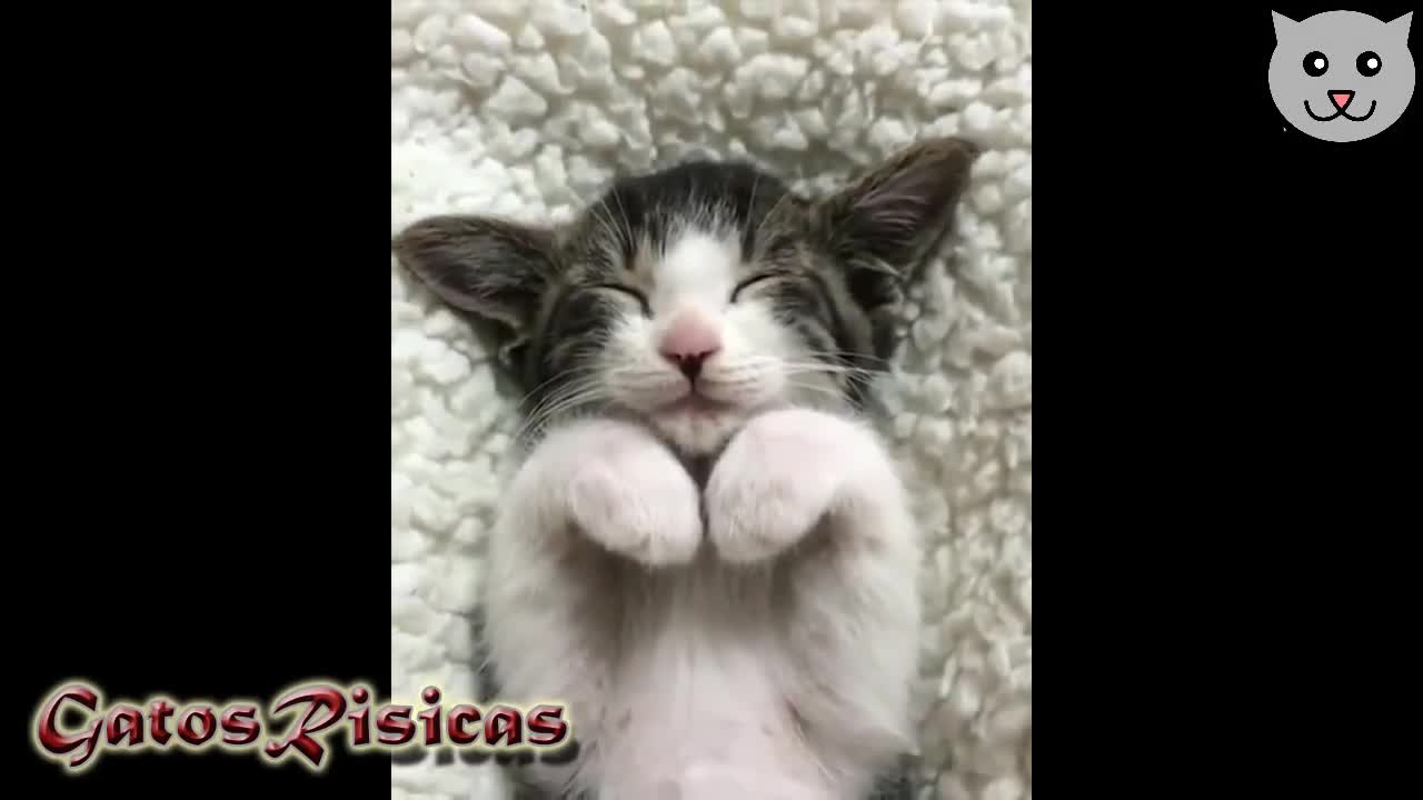 Si te ríes pierdes - nivel gatuno 😄