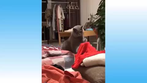 Cute And Funny Cat Videos. Top Funny Cat Videos of the Weekly.