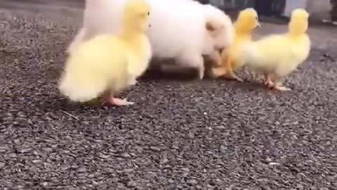 Video dog