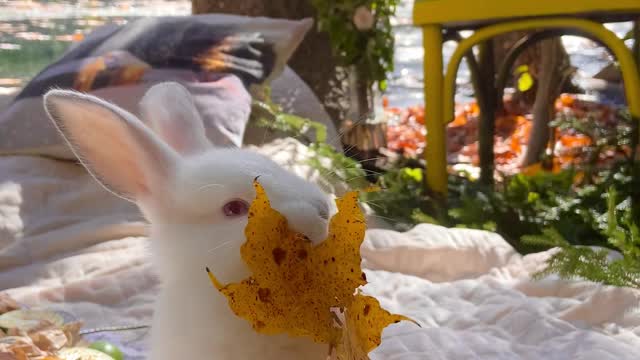 bunny eating leaf