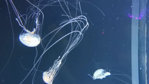 Jellyfish are swimming in sea