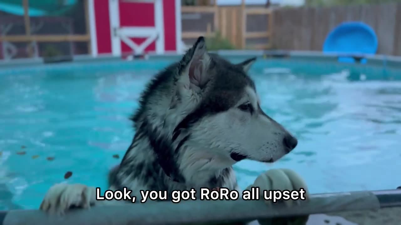 Giant Dog Sneaks In The Pool and Refuses To Get Out #alaskanmalamute #stubborndog