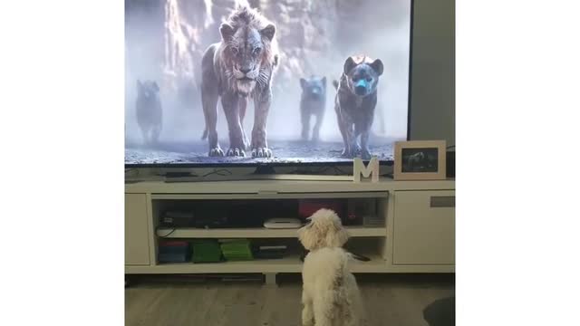 Maya doesn’t like those scary hyenas In the lion king movie 🤣