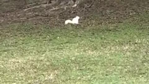 Look at this Albino Squirrel !!!