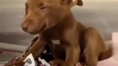 Adopted Dog Smiles At New Owner