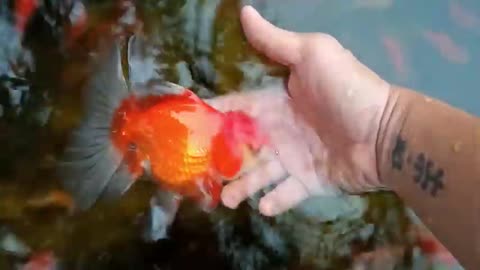 ORANDA Regrow Landong Harvest