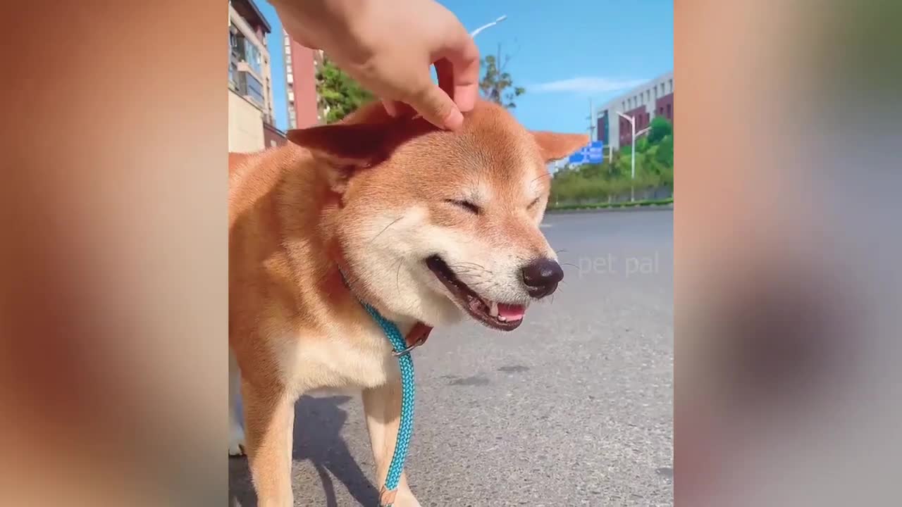 amazing cat and dog moment